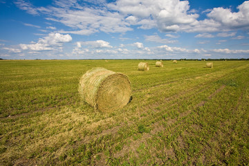 agriculture series: field with ready hayrick