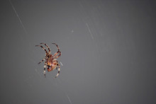 A Macro Shot Of A Spider In Its Web.