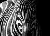 Fototapeta Zwierzęta - zebras