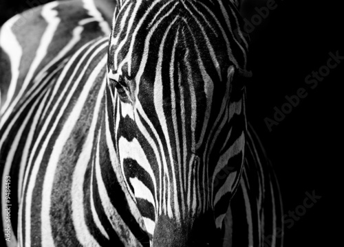 Dekoracja na wymiar  zebry