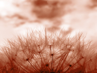  Red toned image of dandelion clock in meadow