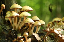 Group Of Beautiful But Poisonous Mushroom In A Forest