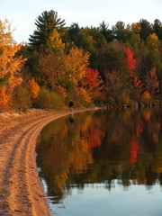 Wall Mural - Autumn forest on the lake