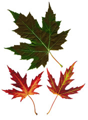 Wall Mural - many autumn leaves isolated on white background