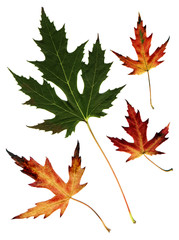 Wall Mural - many autumn leaves isolated on white background