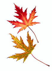 Wall Mural - many autumn leaves isolated on white background