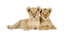 Lion Cub (4 Months) In Front Of A White Background