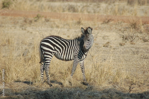Obraz na płótnie canvas dwuczęściowy "dyptyk" Młoda zebra