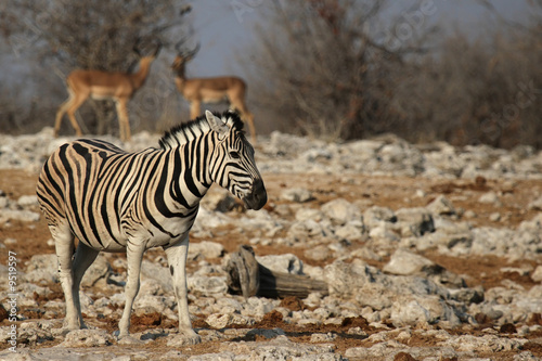 Obraz na płótnie canvas Steppenzebra (Equus Quagga) w Etosha, Namibia