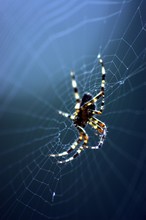 Spinne Auf Dem Spinnennetz