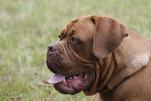 A Big Dog : French Mastiff , Dogue De Bordeaux