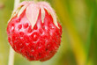 red strawberry macro