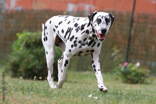 Chien Noir Et Blanc Marchant Buy This Stock Photo And