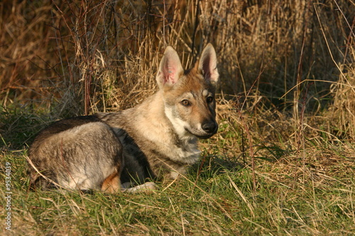 Chien Loup Tchécoslovaque Allongé Dans Les Herbes Sèches