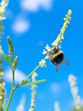 Bumblebee On The White Flower Over The Blue Sky..