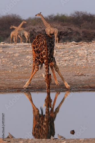 Tapeta ścienna Picia żyrafy w parku narodowym etosha w Namibii