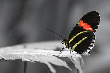 Wall Mural - single butterfly at rest on vegetation