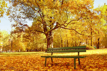 Wooden Park Bench In The Park In Fall Time