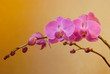 branch of violet orchids on the pastel background..