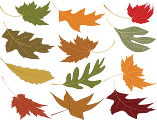 wind blown fall leaves