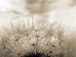 © Jane - Sepia toned close-up of dandelion clock against sky