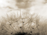 Fototapeta Dmuchawce - Sepia toned close-up of dandelion clock against sky