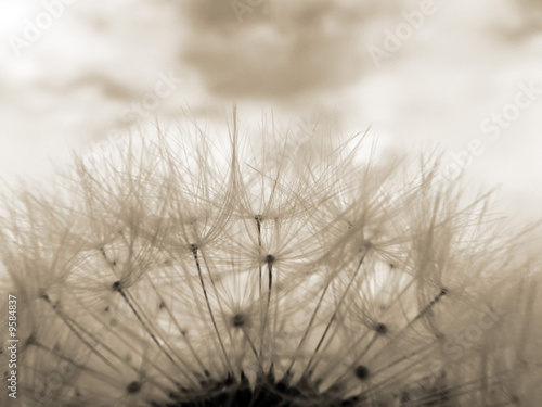 Obraz na płótnie canvas czteroczęściowy "tetraptyk" Sepia toned makro dandelion zegar przeciwko nieba