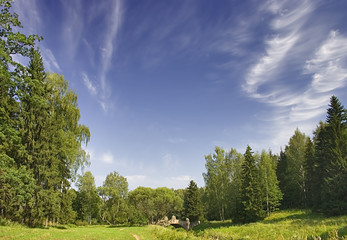 Wall Mural - curly clouds above forest