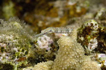 Wall Mural - red sea pipefish (corythoichthys sp.)