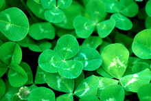 A Background Of A Green Clover Patch Close-up