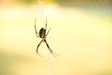 A Writing Or Scribbler Orb Weaver Spider.