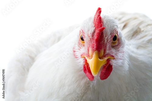 Fotografie, Obraz Close-up of white chicken looking at camera in studio