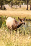 Fototapeta  - Grazing Elk