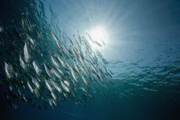 Wall Mural - striped mackerel (rastrelliger kanagurta)