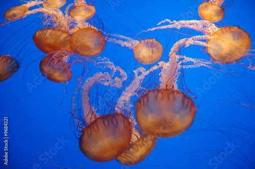 Tapeta ścienna Meduza