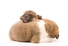 Two Sleeping Puppies On White Background