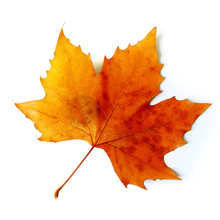 Beautiful Golden Fall Leaf Isolated In White