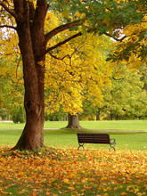 City Park In Autumn