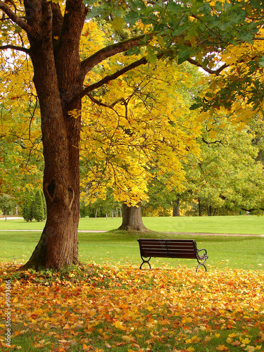 Fototapeta na wymiar City park in autumn