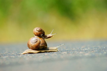 garden snails racing on road