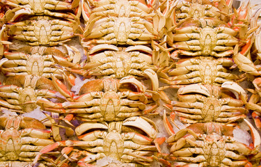 Wall Mural - Rows of fresh dungeness crabs on ice in a seafood market