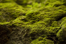 Horizontal image of moss growing on rock.  Macro shot.