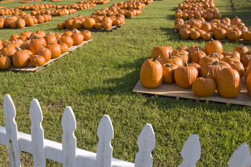 pumpkin patch