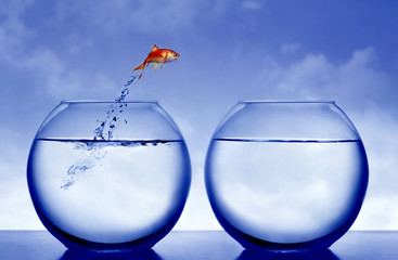 Poster - goldfish jumping out of the water