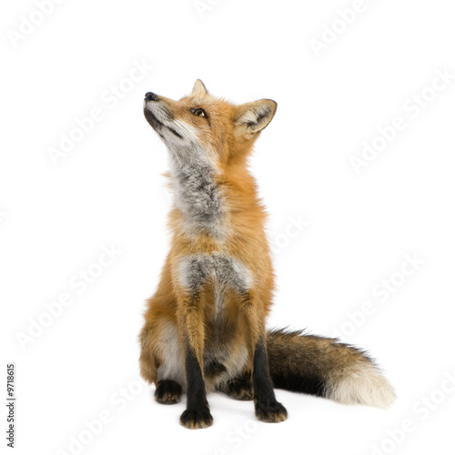 Cuadros en Lienzo Red fox (4 years) - Vulpes vulpes in front of a white background