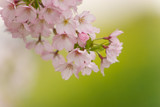 cherry blossom