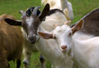 Herd of goats on mountan meadow