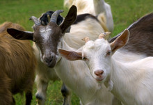 Herd Of Goats On Mountan Meadow