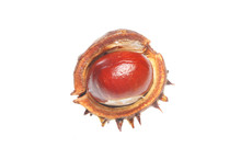 Single Conker In Shell Isolated On White
