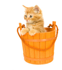 Wall Mural - A yellow kitten sits inside of an orange barrel